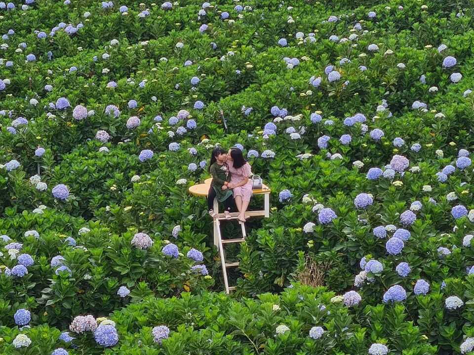vuon-hoa-cam-tu-cau-da-lat
